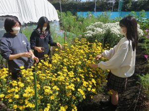 スプレー菊の畑、収穫風景