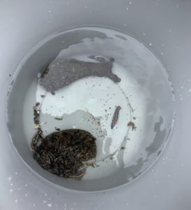 アメフラシ・ウミウシ