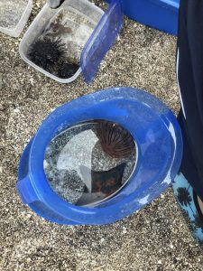 ヒトデ・クラゲ・ウニ