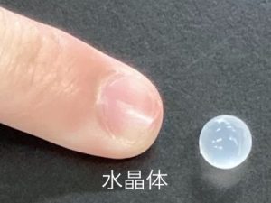 アジの内臓から取り出された水晶体。人差し指の先と比べると小さくて、ビー玉のように美しい