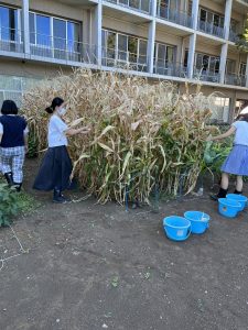 ポップコーン収穫