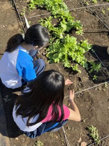 大根の成長具合を眺めている様子