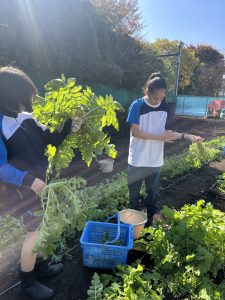 採れたての大根を見せてくれている生徒