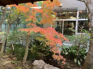 校舎内の紅葉