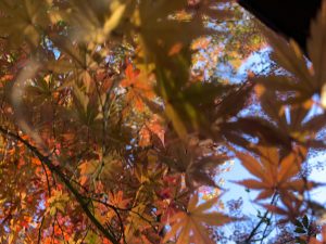 校舎内にある紅葉