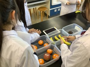 植物ホルモンの実験