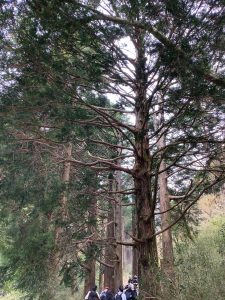 恩賜公園周辺にある松の並木