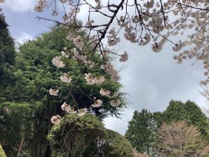 桜が咲いている様子