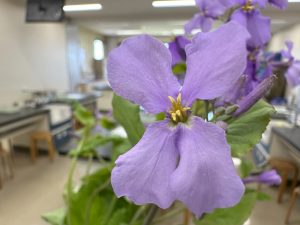 オオアラセイトウの花