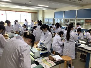 プレパラート作成中