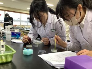 培地に植え付けているところ