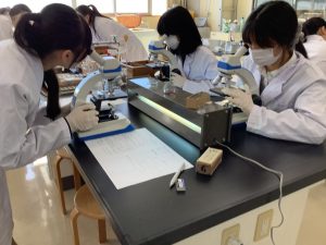 顕微鏡での観察