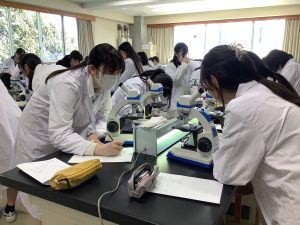 ツクシの観察２