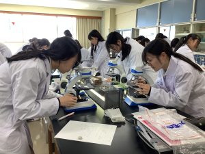 ツクシの観察１