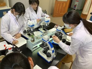 ツクシの観察４