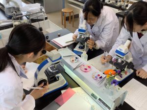 顕微鏡での観察２