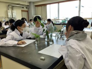 野草の観察１