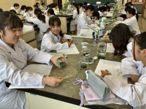 コケを観察